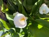 calla 1.jpg