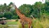 safari giraffe.jpg