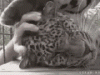 cat scratch.gif