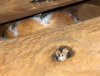 Hidden Mickey VWL.jpg