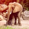 18-9246-AK_KSafari elephant 9246-Edit.jpg