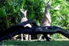 14-0589-AK_kangaroos 0589.jpg