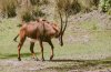 18-8684-AK_KSafari oryx 8684.jpg 18-8684-AK_KSafari oryx 8684.jpg