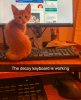 cat64.jpg