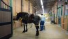 horse in barn.jpg
