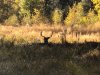 CC1D580B-3852-4B7E-965F-FFE89AADF64B.jpeg