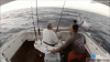 Marlin.gif
