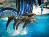 18-9363-FL_SW dolphin 9363.jpg