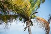 20190308_022Coconuts.jpg