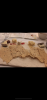 DC4702B7-F140-453F-B394-D09D4E4F9A49.png