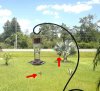 two_hummingbirds_show.jpg
