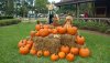 halloween hay pmp.jpg
