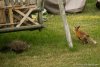 a fox 1.jpg