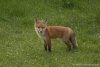 a fox 2.jpg