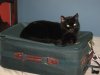 Monster not letting us pack for trip 3-14-13.JPG