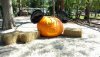 halloween beach.jpg