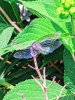 IMG_20200802_120601.jpg