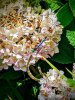IMG_20200802_120024378.jpg