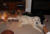 dogs laying.JPG