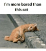 0446B772-CEFE-4999-90F6-EEC4EF8545E1.png