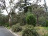 42 Part of the Aus Native garden DSC04142.JPG