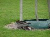 44 mumma duck DSC04144.JPG
