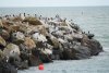 81C sea birds A6505003 (Large).JPG