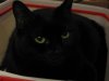 Monster with pretty green eyes 3-9-12.jpg