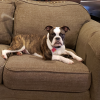 dog.png