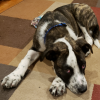 dog2.png