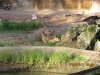 Black Rhino.JPG
