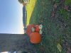 pumpkins.jpg