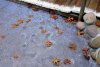 IMG_6805-1.JPG