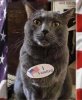 cat.jpg
