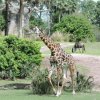 16-18-9234-AK_KSafari giraffe 9234.jpg