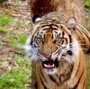 15-4130150-AK_JungTrek tiger 4130150.jpg