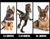 puppy.jpg