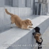 1FC28B38-4335-434F-8429-D8450A3F3F2F.gif