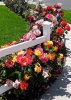 Neighborhood Flowers (2).jpg