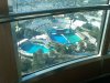 seaworld4.jpg seaworld4.jpg