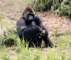 15-1826-AK apes 1826-Edit.jpg