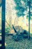 stock-photo-train-dinosaur-florida-family-vacation-janelle-train-ride-jurassic-park-christmas-...jpg