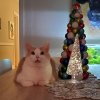 IMG_20201222_171531_979.jpg