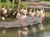 birds.jpeg