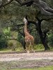 giraffe.jpeg