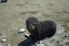 Baby Fur Seal S GA.jpg