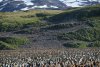 South Georgia thousands of Penguins.jpg
