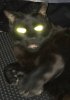 Demon kitty.jpg