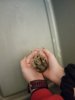 Hamster 2.jpg