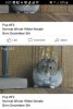 Hamster 3.jpg